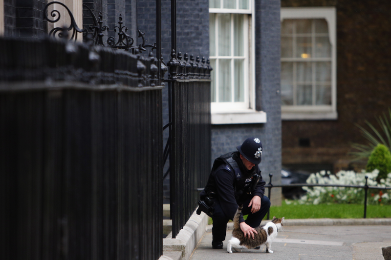 Illustration for article titled A Question About Brexit: Does 10 Downing Street Get to Keep Larry the Cat?Â